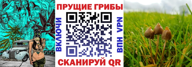 продажа наркотиков Теберда Псилоцибиновые грибы MAGIC MUSHROOMS